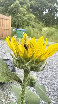 Male Green Lynx Spider on a sunflower, subduing a fly