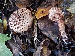 A dapperling, Lepiota cf. hystrix