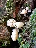 Moss bonnet, Mycena olida
