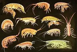 Gammarids from the Gulf of Naples[a]