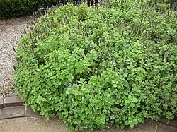Shrub at the Botanic Gardens in Sydney