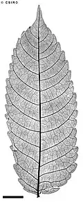 X-ray of leaf