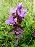 Field gentian near Breitfirst&nbsp;[fr].