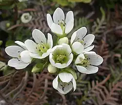 A cluster of small white flowers