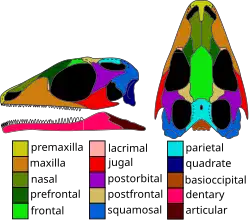 Skull reconstruction of Gephyrosaurus a likely basal rhynchocephalian