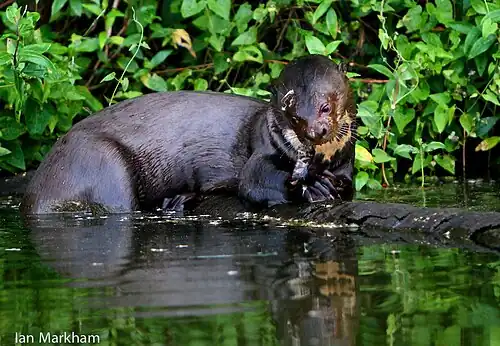 Giant River Otter