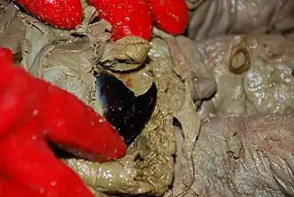 #69 (10/4/1896), Beak of the same specimen, as it appeared during the 2011 inspection