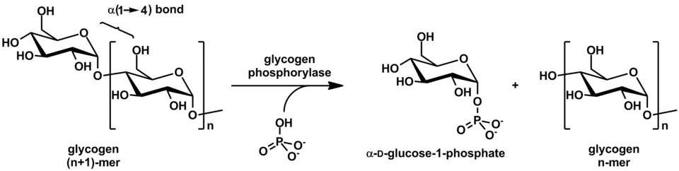 Action of glycogen phosphorylase on glycogen