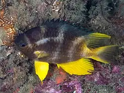 Night time colouration