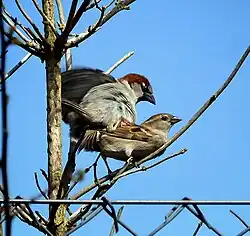 House sparrows mating.
