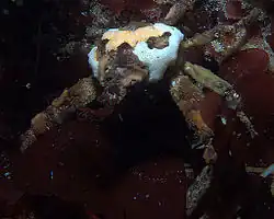 A decorator crab covered in coloured sponges