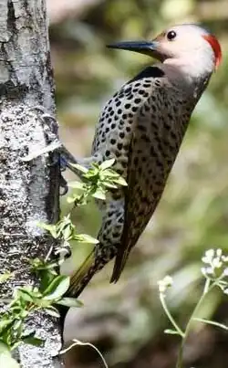 C. a. gundlachi, in Grand Cayman