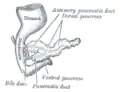 Pancreas of a human embryo at end of sixth week