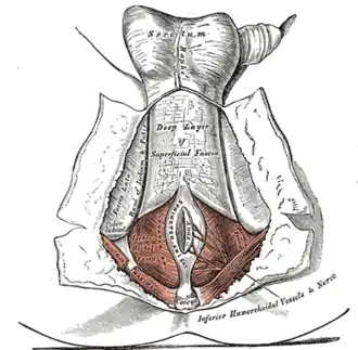 Muscles of the Female Perineum.