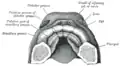 The roof of the mouth of a human embryo, aged about two and a half months, showing the mode of formation of the palate.