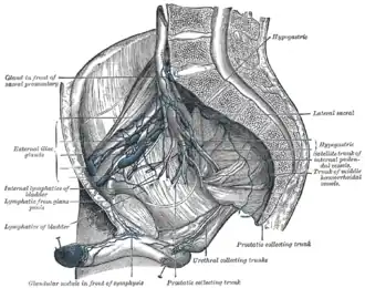 Iliopelvic glands (lateral view).