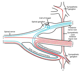 Scheme showing structure of a typical spinal nerve.