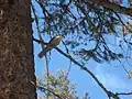 Canada jay in Roche Lake Provincial Park