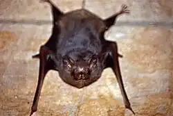 Brown bat