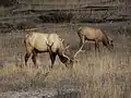 Grazing Elk in Yellowstone National Park
