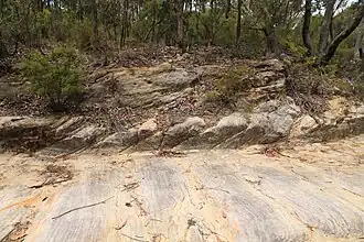 Convict-built road, Mount McQuoid, Great North Road, Bucketty, NSW.