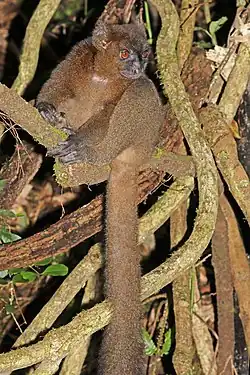 Brown lemur