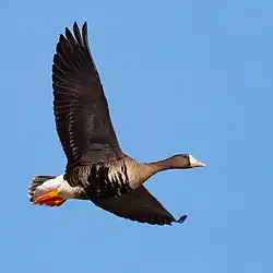 Greater_white-fronted_goose_(Anser_albifrons)_in_flight