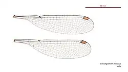 Male wings