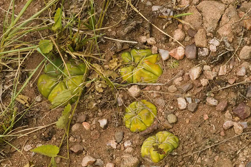 G. denudatum growing in Rio Grande do Sul
