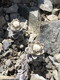 Two Haastia sinclairii flowers