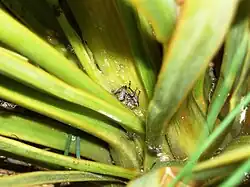 Hadramphus tuberculatus on Aciphylla aurea.