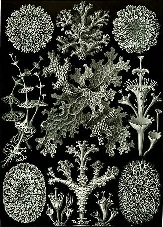 Lichens illustrated by German zoologist, naturalist, phylosopher, and illustrator Ernst Haeckel in Kunstformen der Natur (1904). Lichens, plate 83