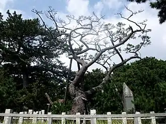 Hagoromo no Matsu at Miho no Matsubara