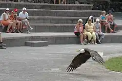 A bald eagle at a bird show at Las Águilas Jungle Park in Tenerife