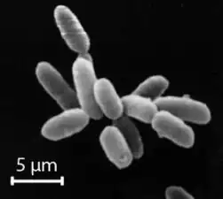 Halobacteria, found in water near saturated with salt, are now recognized as archaea.