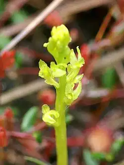 Hammarbya paludosa Infloresecence