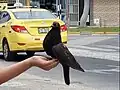 Feral Rock Dove feeding in a hand
