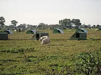 Free range pigs with field shelters, England, 2006