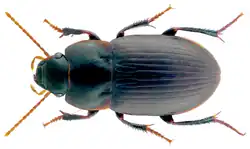 A black beetle with six legs on a white background