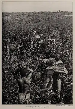 Harvesting coffee in Nyasaland