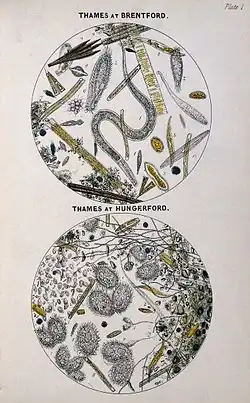 Microbes in the Thames at Brentford and Hungerford. Arthur Hill Hassall, 1850