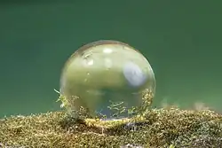 Hassallia byssoidea (biofilm and attached to the water droplet) is a terrestrial cyanobacterium forming extreme water-repellent biofilms on rocks. It uses the lotus effect for dispersal. Superhydrophobicity probably already evolved a billion years ago and may have played a crucial role in the land transition of life[33]