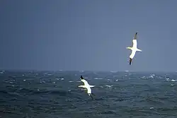 Northern gannets, off Falkenberg, Halland