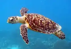 Hawksbill sea turtle