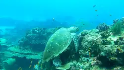 A hawksbill turtle foraging on the reefs at Ilha do Fogo, Mozambique