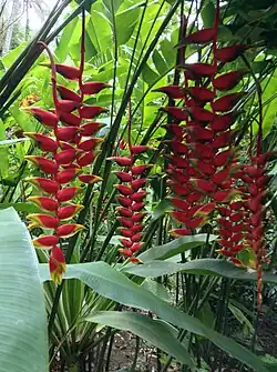 Heliconia rostrata