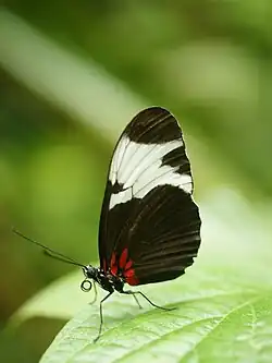 H. s. leuce Costa Rica