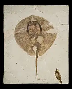 Heliobatis radians, an extinct stingray, had small teeth for crushing snails and other mollusks and barbed spines on the tail for defense. This specimen is about 35 centimetres (14 in) long, including the tail.
