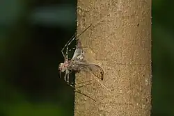 Injecting venom through the shroud
