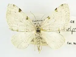 Species specimen. White moth.